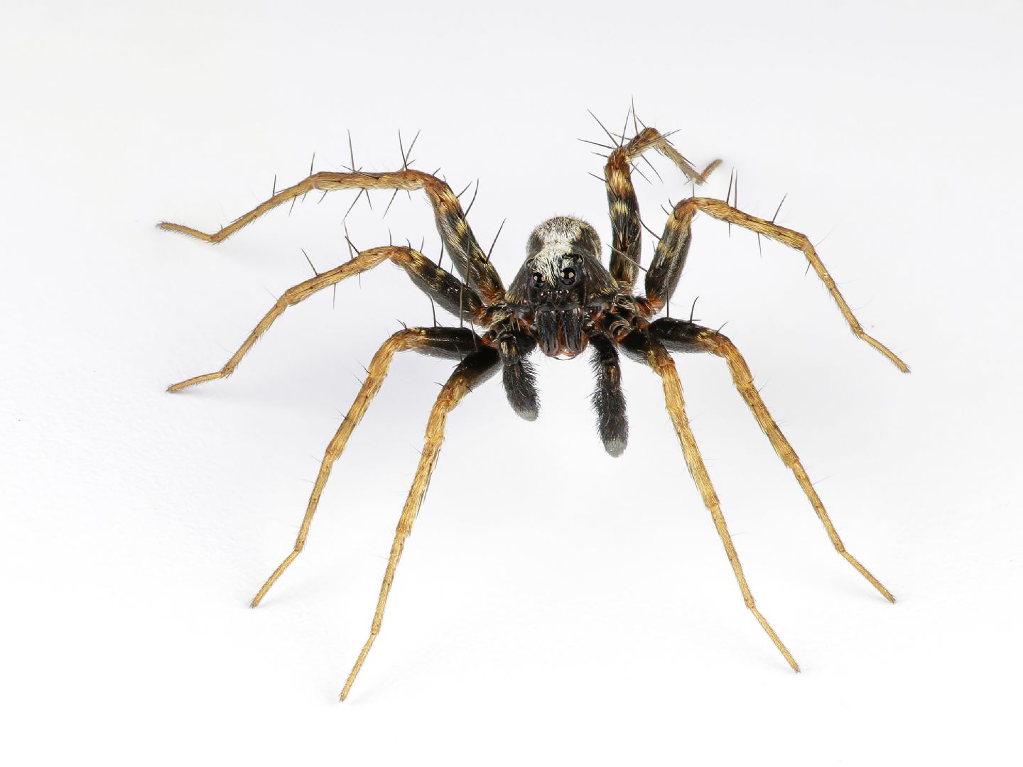 Lycosidae - Pardosa cfr. saltans